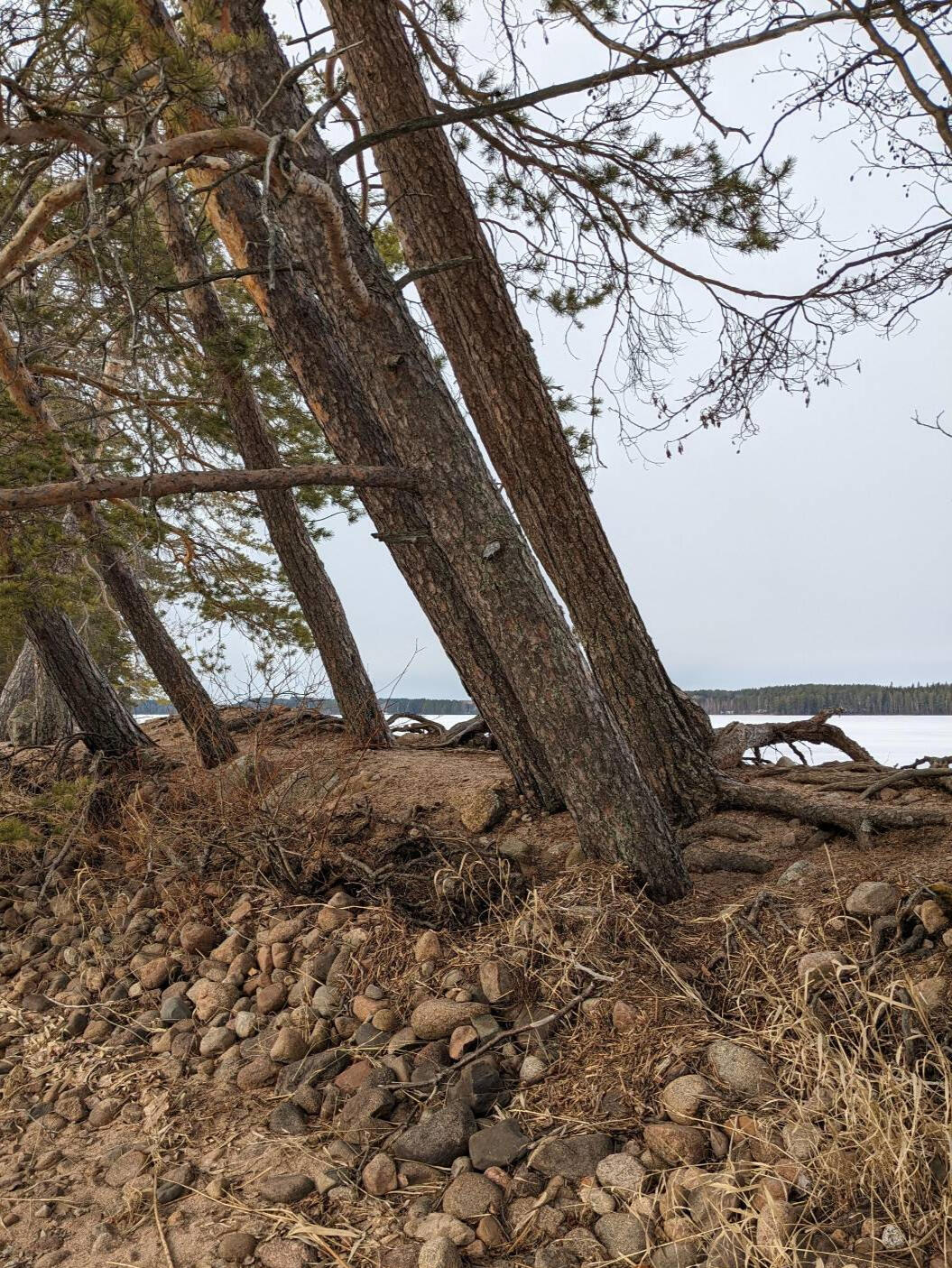 Tuulen kallistamia mäntyjä Summassaaren Haikankärjessä